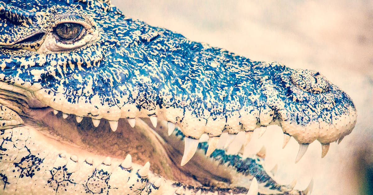 How do you unlock Eye and Teeth operations? - Macro Photography of Black Crocodile
