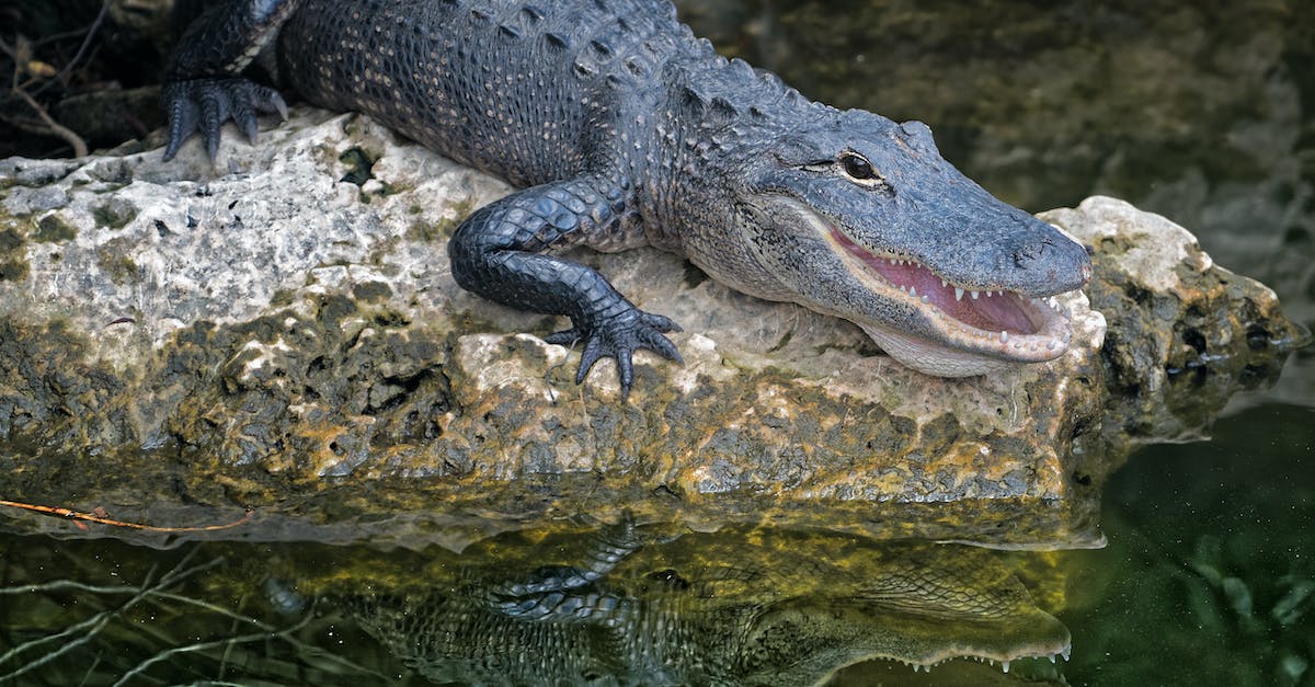 How do you unlock Eye and Teeth operations? - Selective Focus Photography of Crocodile