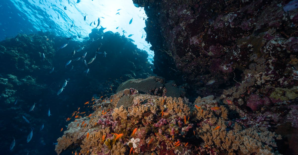 How do you use a depth meter? - Free stock photo of fish, redsea, sea How do you use a depth meter? - Free stock photo of fish, redsea, sea