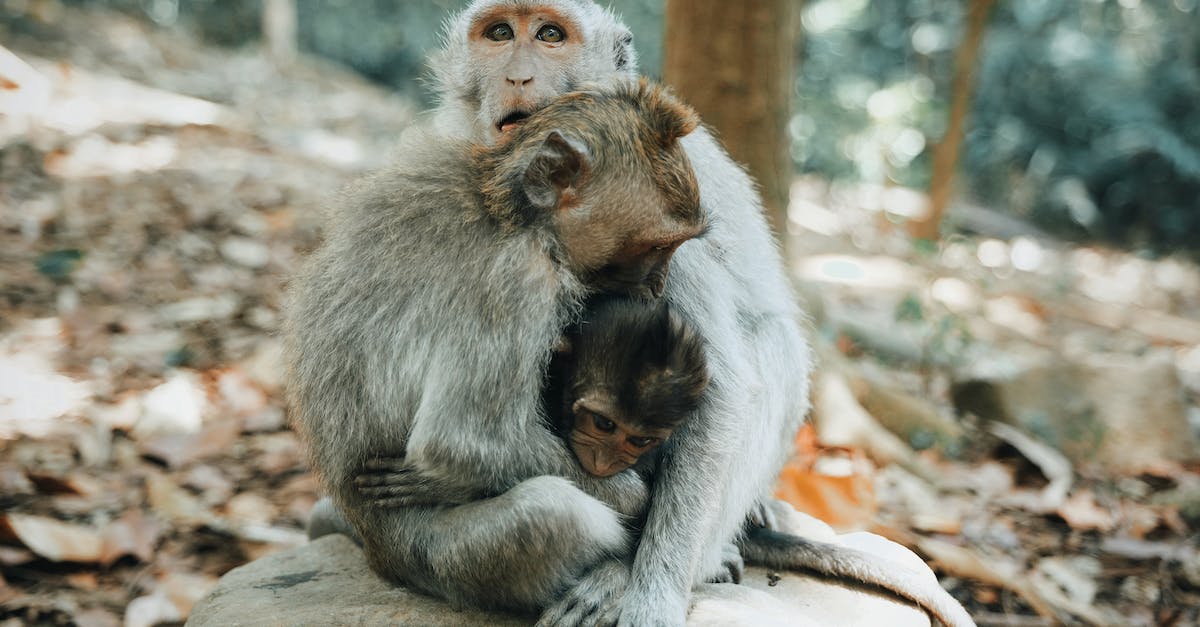 How do you win the baby rocking minigame in Tomodachi Life? - Cute family of monkeys with baby embracing while sitting on rock in tropical forest