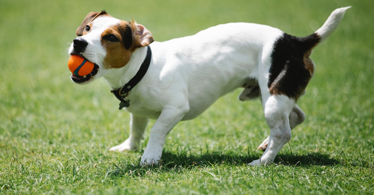 How does Angel have a brain the size of a planet? - Playful purebred dog with smooth coat and small ball having fun on lawn while looking up in sunlight