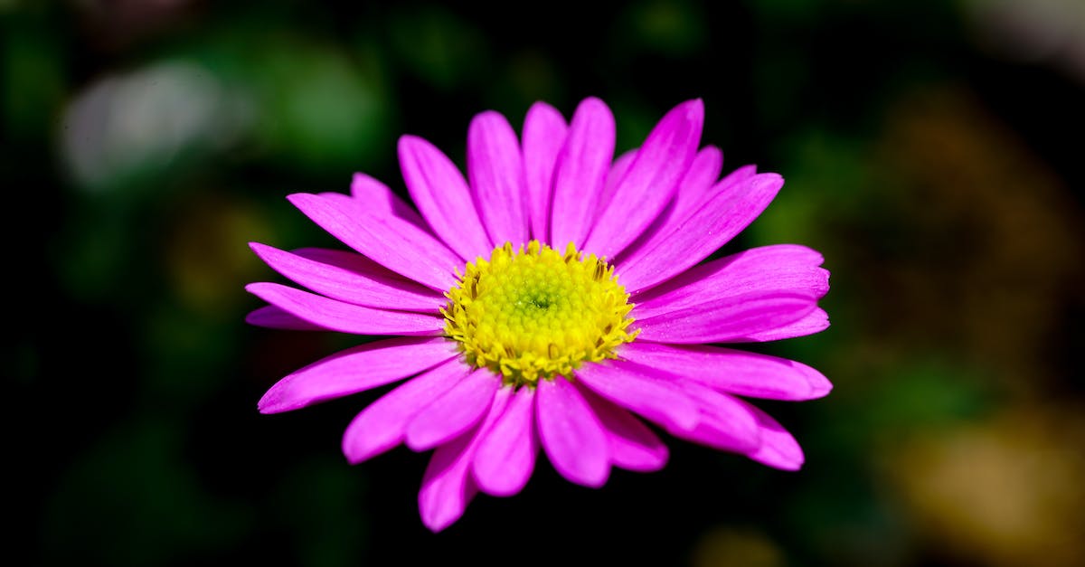 How does Daisy track the monster? - Purple Flower in Tilt Shift Lens