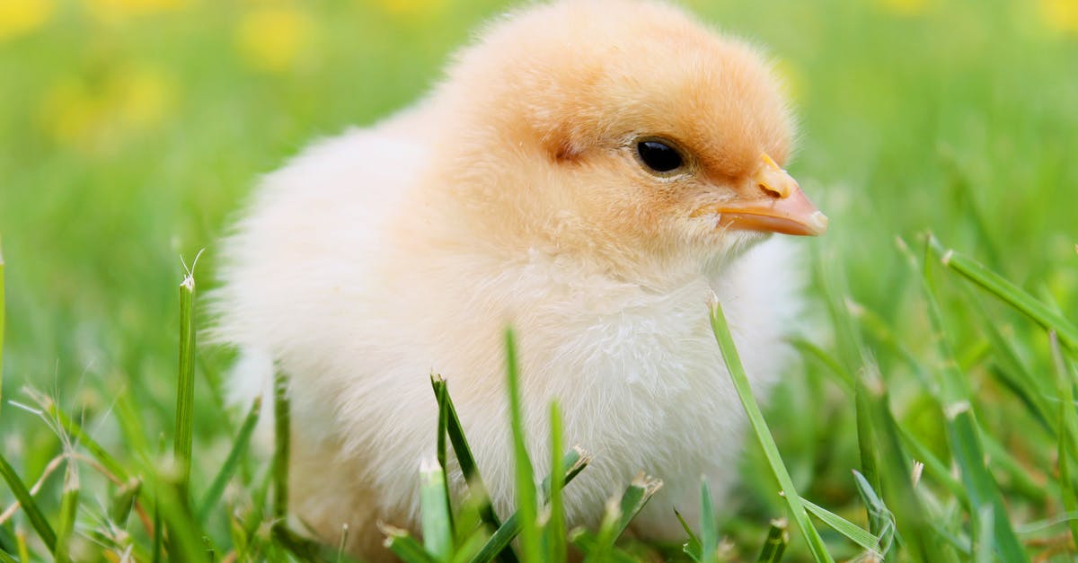 How does egg hatching distance relate to the hatched Pokémon? - White Duckling on Grass How does egg hatching distance relate to the hatched Pokémon? - White Duckling on Grass