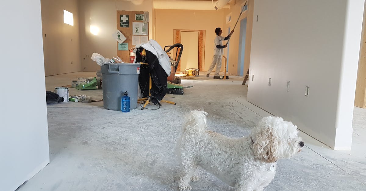 How does enemy door breaching work? [closed] - Close-up Photography of White Poodle 