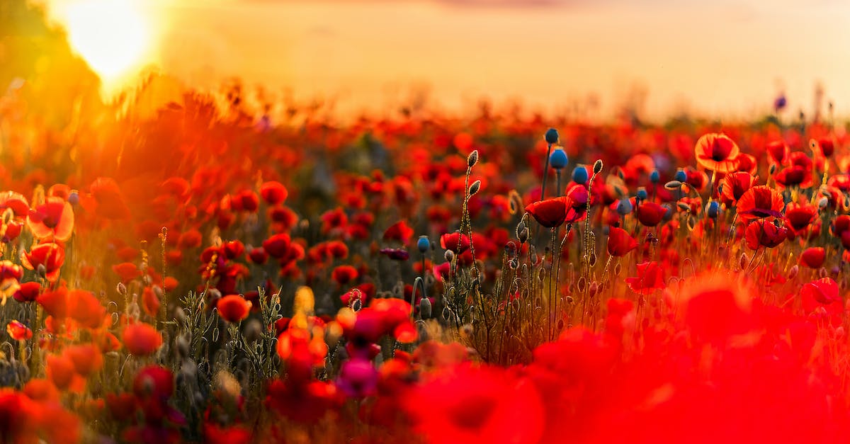 How does Poppy relate to the Merlaut job? - Shallow Focus Photography of Red and Blue Flowers How does Poppy relate to the Merlaut job? - Shallow Focus Photography of Red and Blue Flowers
