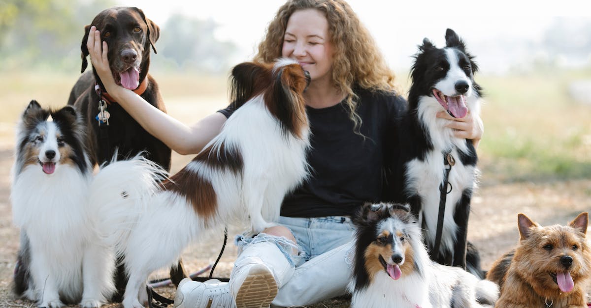 How does the Fleeca heist affect the Loyalty challenge? - Papillon licking face of woman stroking Labrador Retriever in nature