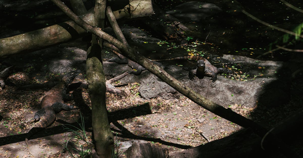 How does the Hunter Rank Range work? - Brown Tree Trunk on Green Grass