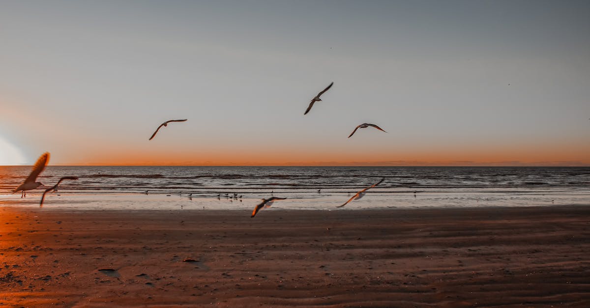 How does the sea change over time? - Birds Flying over the Sea