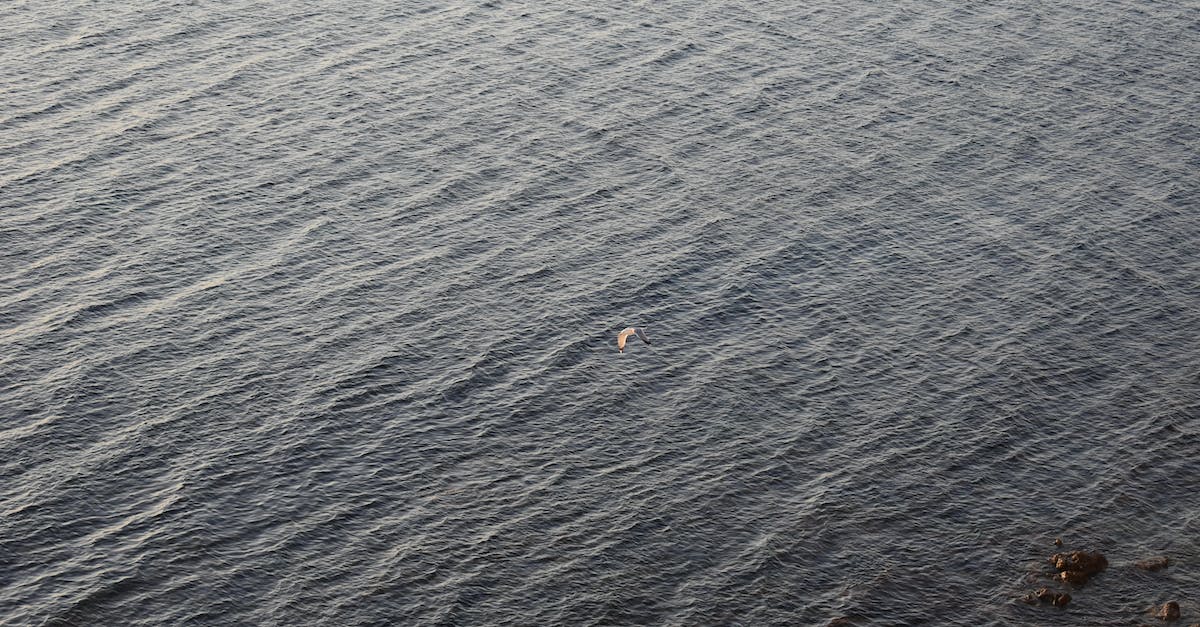 How does the sea change over time? - A Bird Flying over the Sea