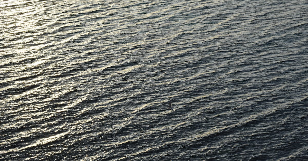 How does the sea change over time? - A Bird Flying over the Sea