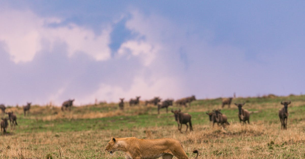 How does the terrain attack bonus promotions work? - Antelopes herd grazing near lioness against cloudy blue sky How does the terrain attack bonus promotions work? - Antelopes herd grazing near lioness against cloudy blue sky
