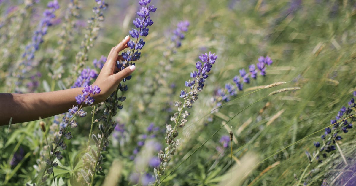 How does Yennifer feel about Geralt's promiscuity? - Purple Flowers in Persons Hand How does Yennifer feel about Geralt's promiscuity? - Purple Flowers in Persons Hand