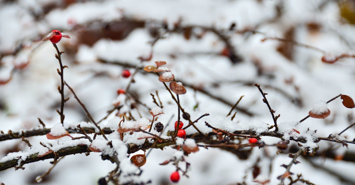 How effective are Razz Berries, quantitatively? - Dried Berries on a Branch Covered with Snow How effective are Razz Berries, quantitatively? - Dried Berries on a Branch Covered with Snow