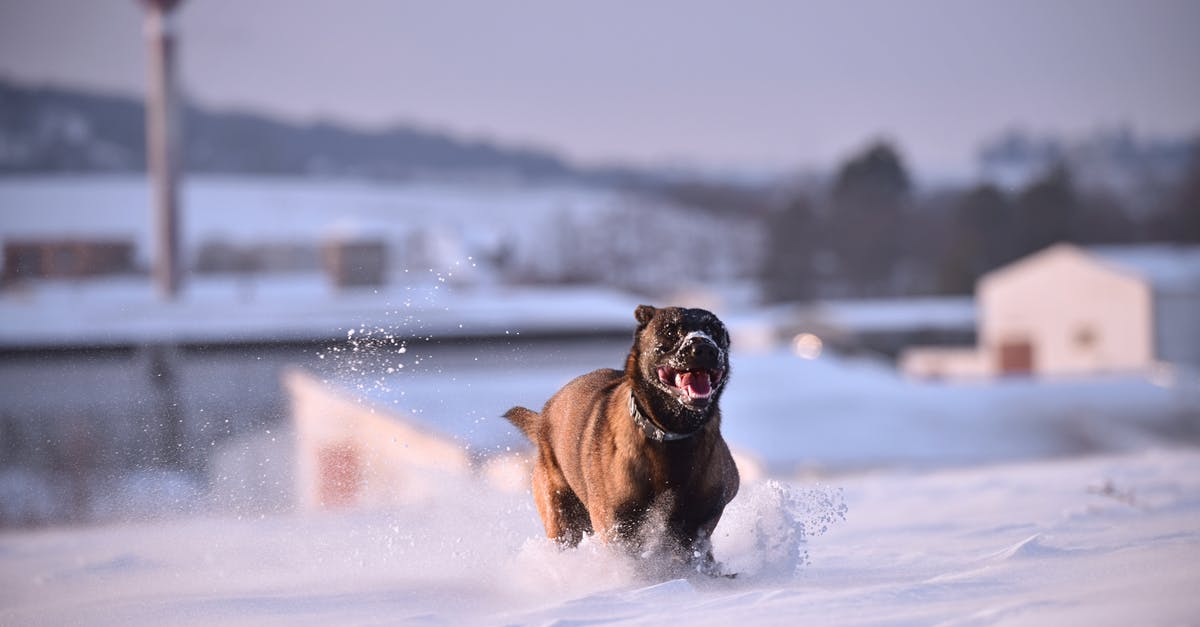 How exactly are we supposed to kill K9 dogs in COD MW2? - Belgian Malinois Running on Snow How exactly are we supposed to kill K9 dogs in COD MW2? - Belgian Malinois Running on Snow