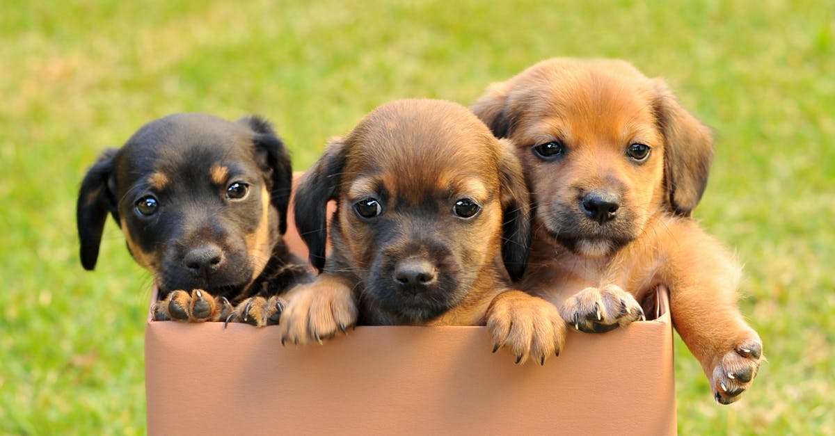 How exactly are we supposed to kill K9 dogs in COD MW2? - Free stock photo of baby dog, cute animal, dog How exactly are we supposed to kill K9 dogs in COD MW2? - Free stock photo of baby dog, cute animal, dog
