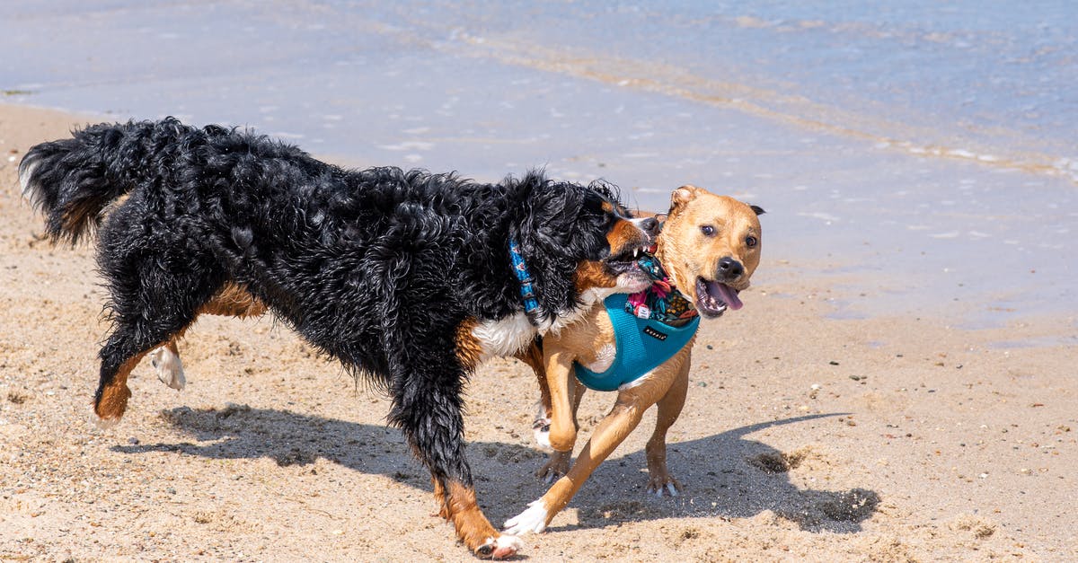 How exactly are we supposed to kill K9 dogs in COD MW2? - Black and Brown Short Coated Dog on Beach How exactly are we supposed to kill K9 dogs in COD MW2? - Black and Brown Short Coated Dog on Beach