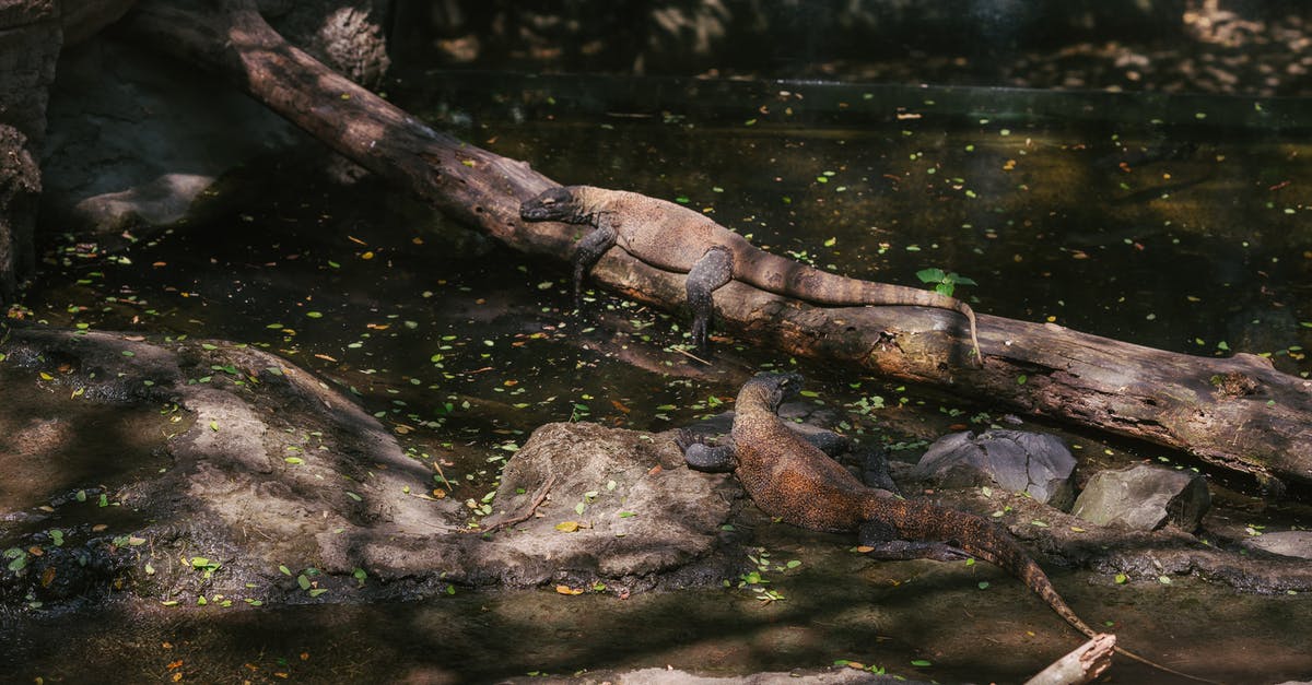 How exactly does the big purple jungle monster work? - Brown Tree Trunk on Water How exactly does the big purple jungle monster work? - Brown Tree Trunk on Water