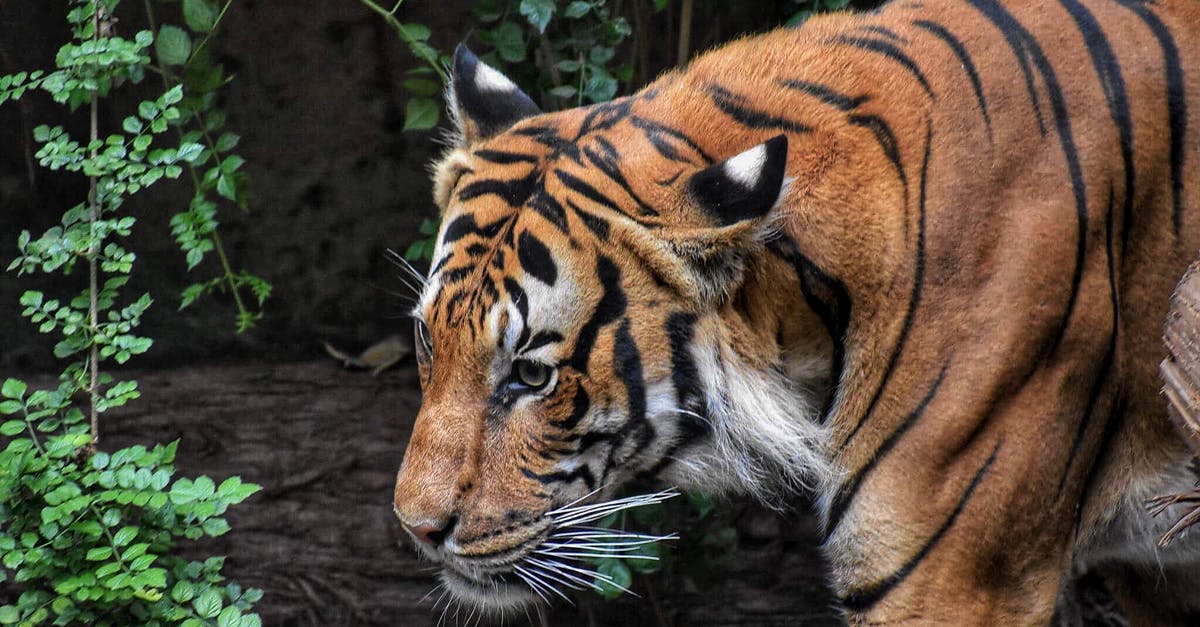 How exactly does the big purple jungle monster work? - Brown and Black Tiger Beside Wood Log How exactly does the big purple jungle monster work? - Brown and Black Tiger Beside Wood Log