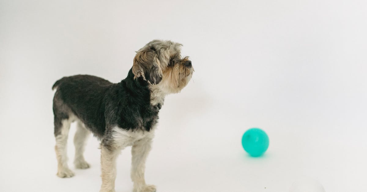 How far away can you be to play MCPE with someone? - Adorable Yorkshire terrier in light studio