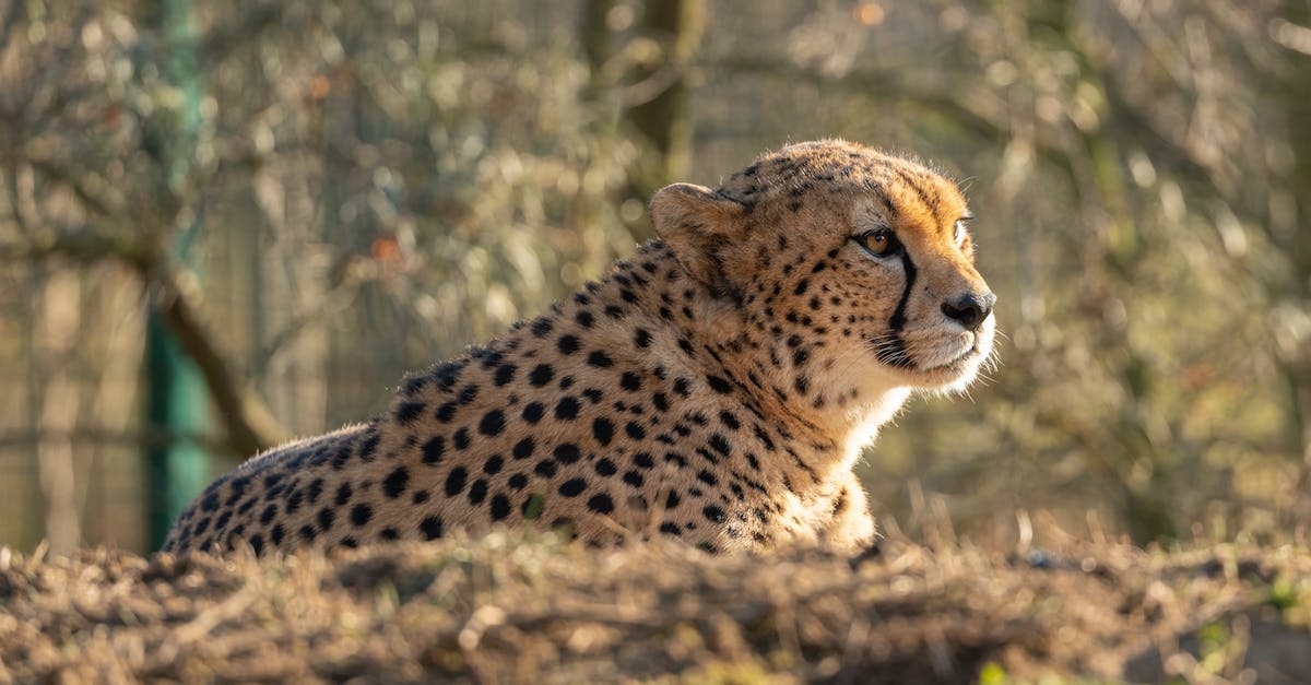 How fast do kittens gain experience? - Cheetah Lying on Brown Grass How fast do kittens gain experience? - Cheetah Lying on Brown Grass