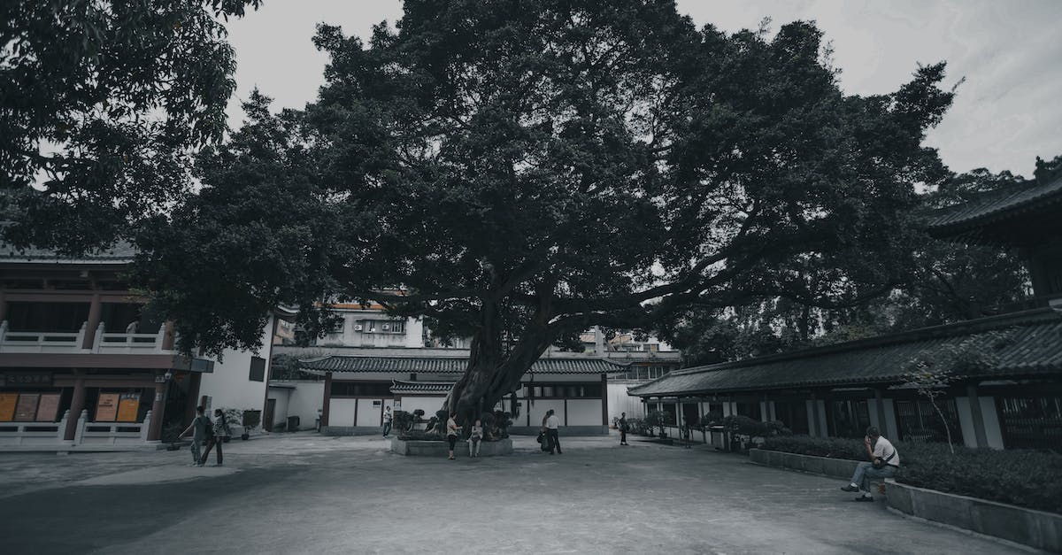 How fast does a person grow old, in in-game time? - High tree growing on pavement with unrecognizable people against urban buildings under cloudy sky How fast does a person grow old, in in-game time? - High tree growing on pavement with unrecognizable people against urban buildings under cloudy sky