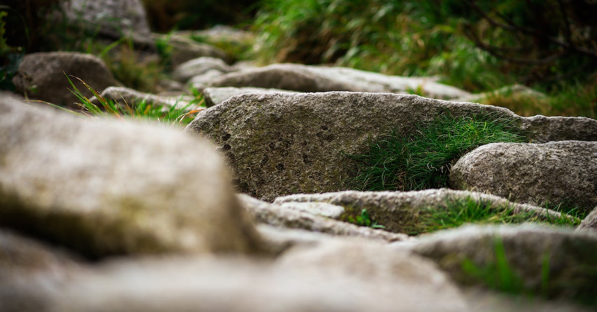 How great is the effect of trees on noise pollution? - Gray Rocks on Green Grass
