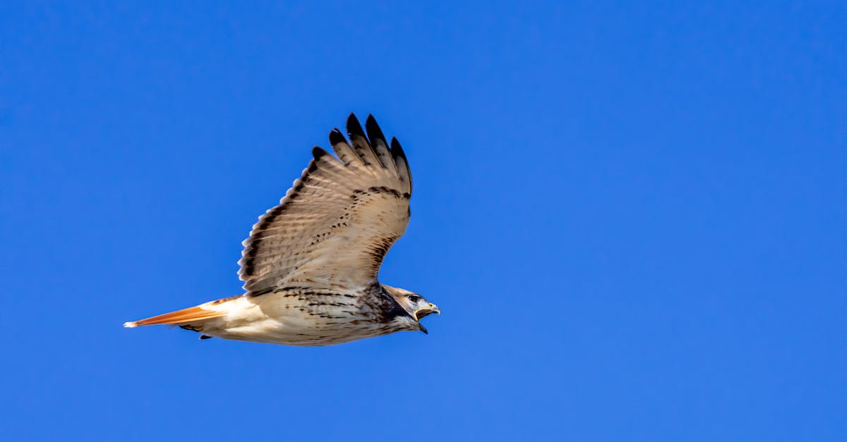 How high is the probability that a hunter has an Unleash the Hounds combo in their hand? - Predatory red tailed hawk with spread wings and opened beak soaring high in air against clear cloudless sky in nature in sunny weather
