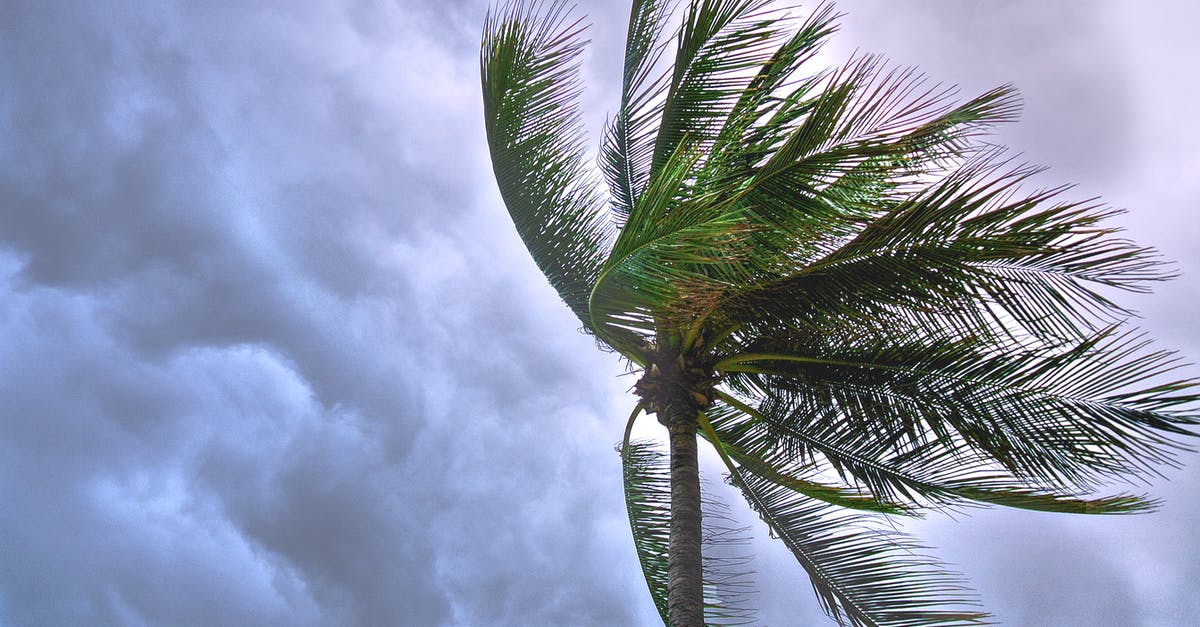 How in Fez do you lower the water on the bell side island with the tree and underneath a pyramid? - Close Up Photo of Coconut Tree How in Fez do you lower the water on the bell side island with the tree and underneath a pyramid? - Close Up Photo of Coconut Tree