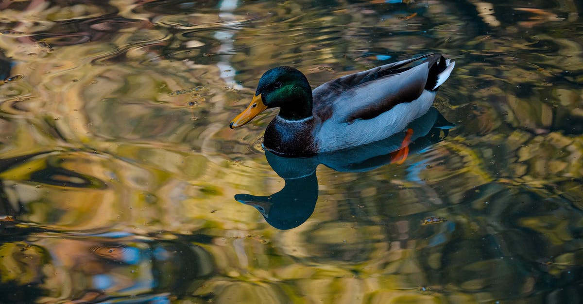 How is Kate Marsh alive in "Episode 4" of Life is Strange? - High angle of drake dabbling duck swimming on water of swamp in wetland How is Kate Marsh alive in "Episode 4" of Life is Strange? - High angle of drake dabbling duck swimming on water of swamp in wetland