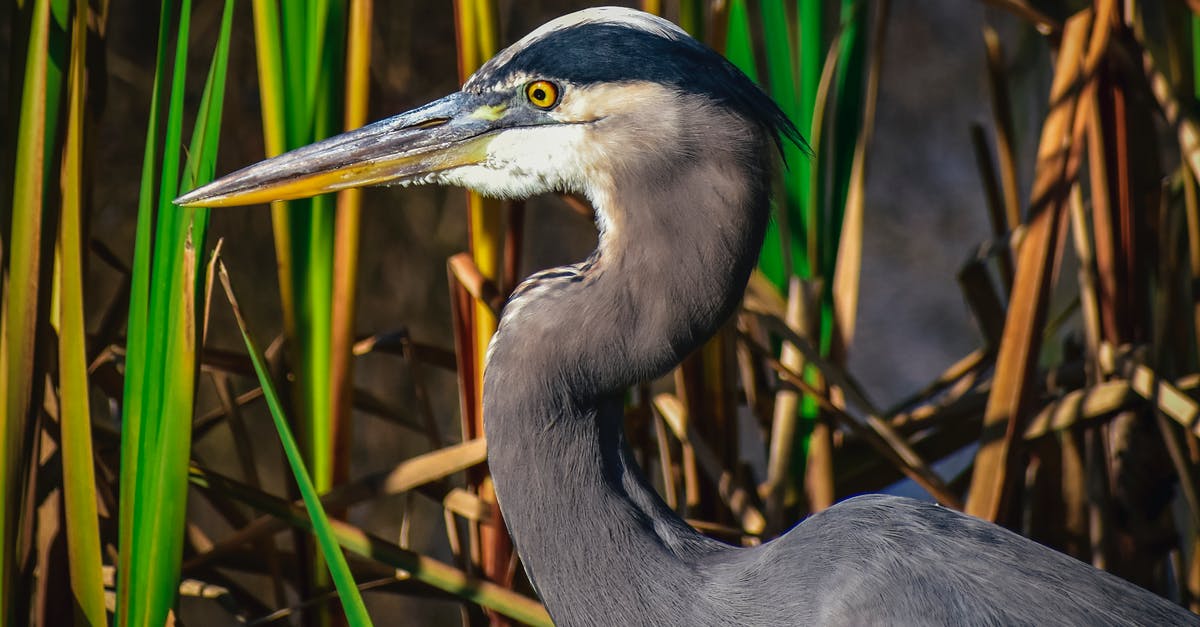 How is Kate Marsh alive in "Episode 4" of Life is Strange? - Side view of heron with long beak and neck standing against green grass in wetland How is Kate Marsh alive in "Episode 4" of Life is Strange? - Side view of heron with long beak and neck standing against green grass in wetland