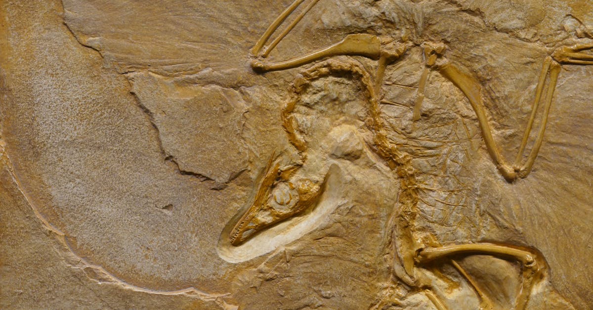 How is the skillset of an evolution being chosen? - Dinosaur fossil on rough stone formation