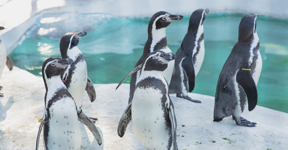 How is Xenodrome better than Xeno Sanctuary - Colony of cute penguins gathering near water