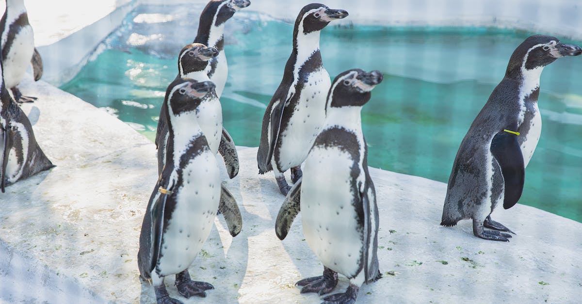 How is Xenodrome better than Xeno Sanctuary - Colony of small wild penguins with black and white fur standing on snowy shore near cold clean water in sanctuary
