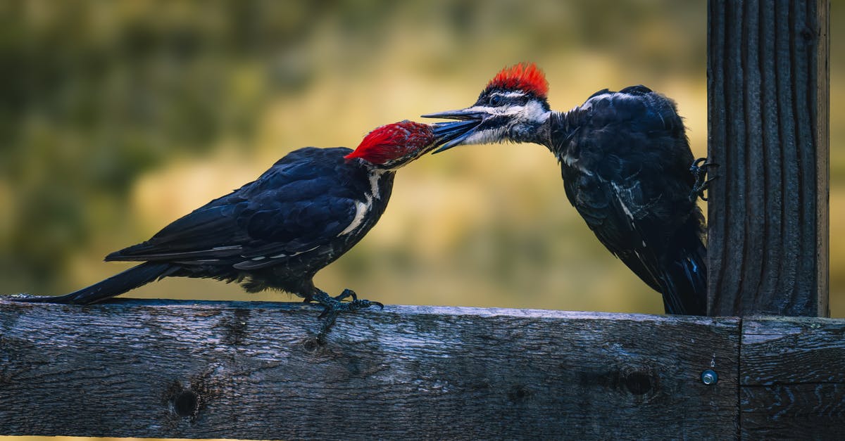 How is XP shared between multiple teammates attacking the same wild Pokemon? - Ivory-billed woodpeckers with red crest and white neck stripe on black feathers sharing food with each other while sitting on wooden surface in daylight in nature
