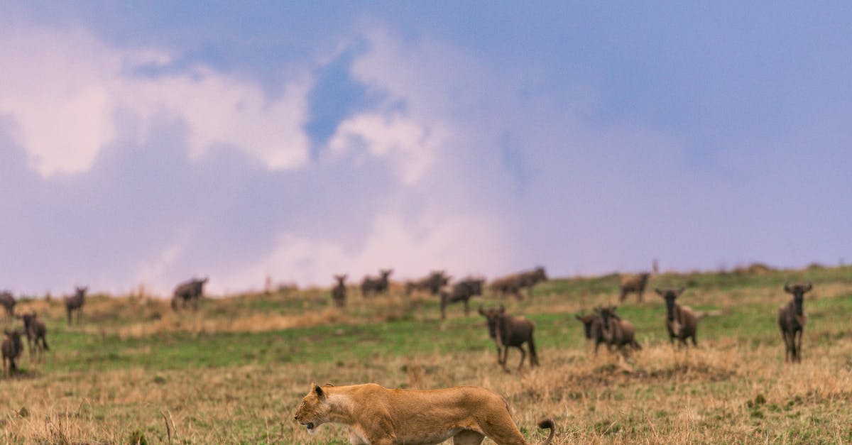 How is XP shared between multiple teammates attacking the same wild Pokemon? - Antelopes herd grazing near lioness against cloudy blue sky