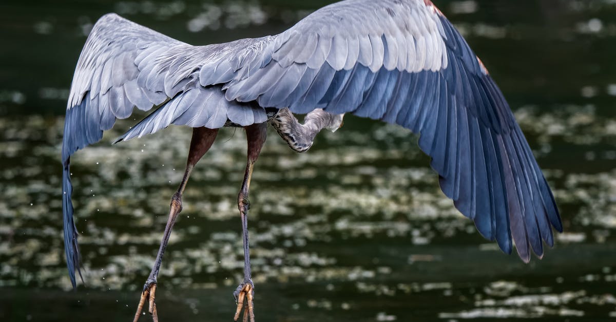 How large must a body of water be? - Full length great blue heron flying above calm rippling lake surface in sunny nature How large must a body of water be? - Full length great blue heron flying above calm rippling lake surface in sunny nature