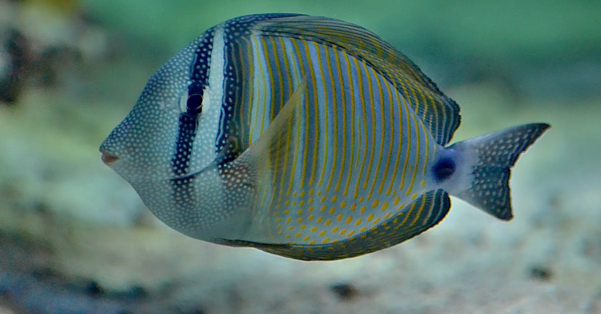 How large must a body of water be? - Exotic zebrasoma fish with disc shaped striped body swimming in transparent water of big domestic aquarium How large must a body of water be? - Exotic zebrasoma fish with disc shaped striped body swimming in transparent water of big domestic aquarium