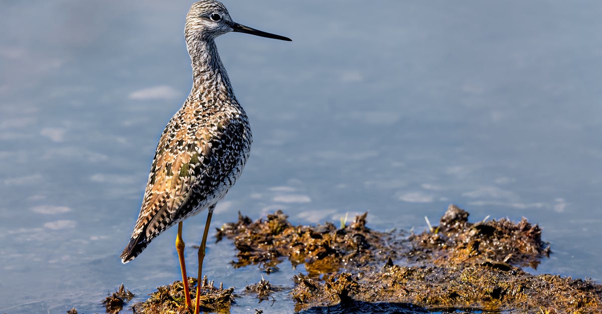 How large must a body of water be? - Full body curious brown godwit bird with long neck standing on tranquil lake coast in peaceful nature How large must a body of water be? - Full body curious brown godwit bird with long neck standing on tranquil lake coast in peaceful nature