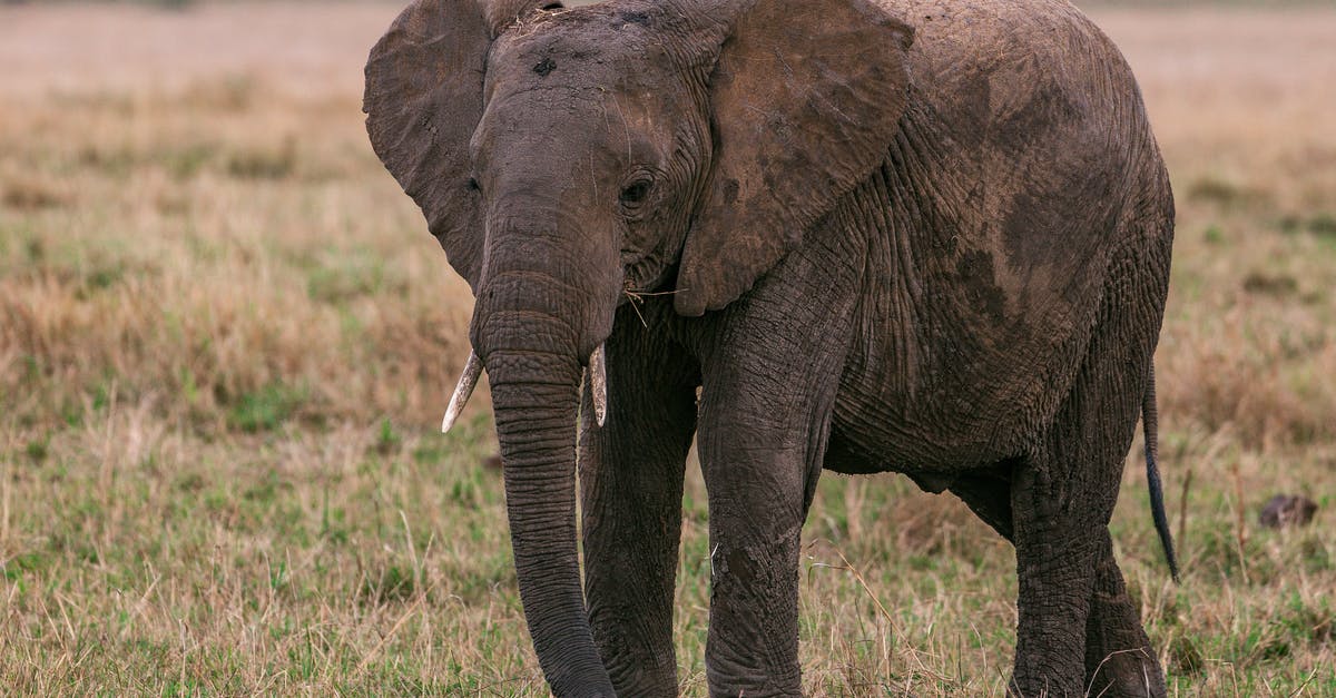 How long do I have to wait for another Massive Mass Outbreak? - Massive wild elephant with long trunk and spotted skin walking in savanna looking for food