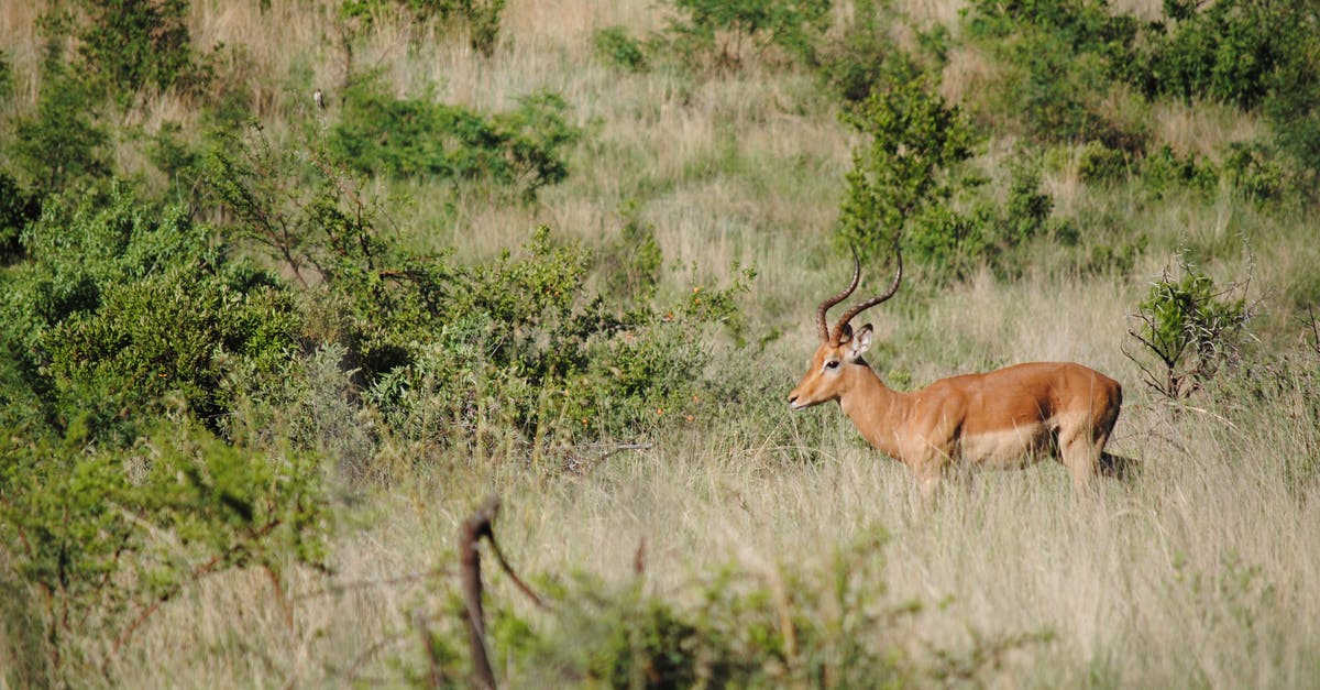 How long do I have to wait for another Massive Mass Outbreak? - Impala with brown coat and wavy pointed horns standing among overgrown grass and green trees in savanna