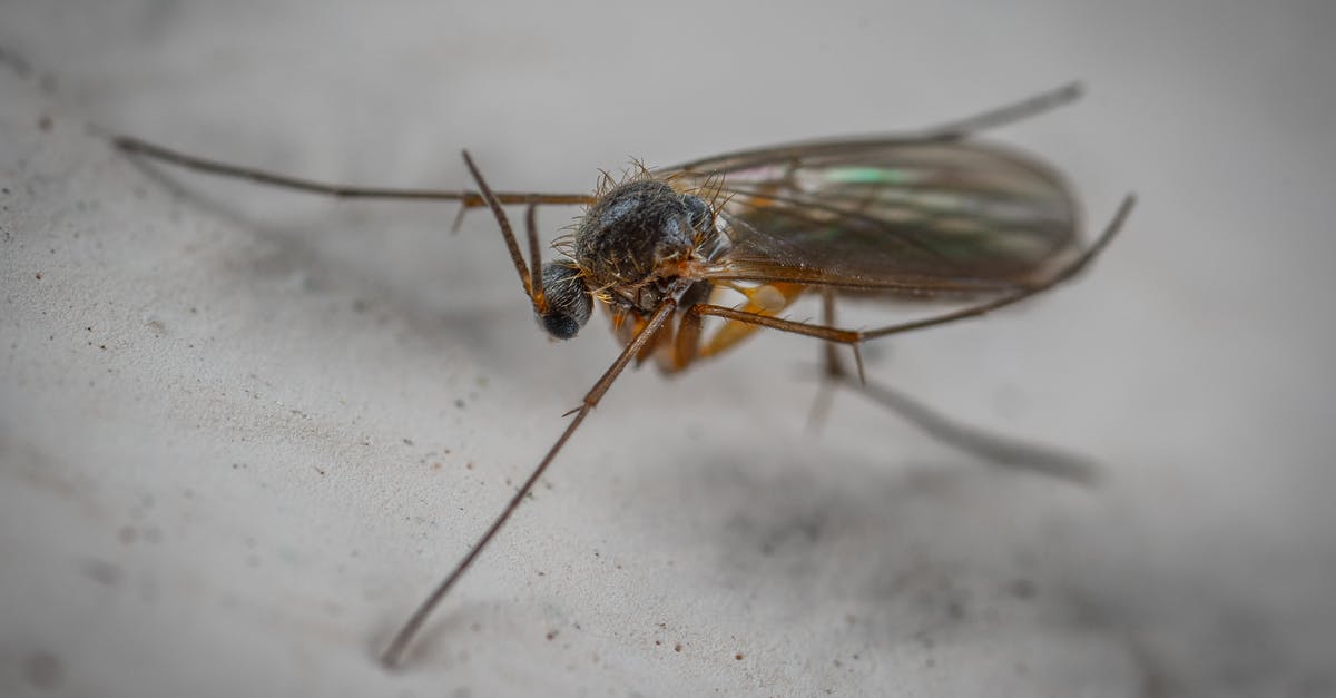 How long do items persist on the ground outside? - Wild gall midge with long antennae on hairy head and translucent wings with legs crawling on white surface in aquarium