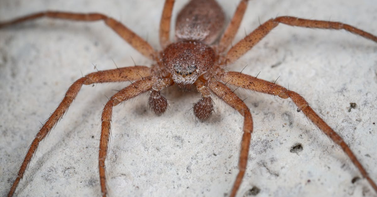 How long do items persist on the ground outside? - Tegenaria spider on sandy ground