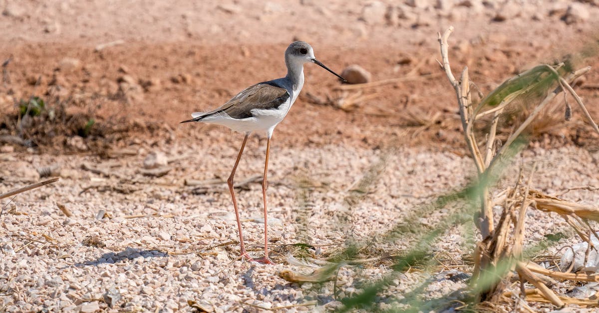 How long do items persist on the ground outside? - Bird on ground with pebbles near plants