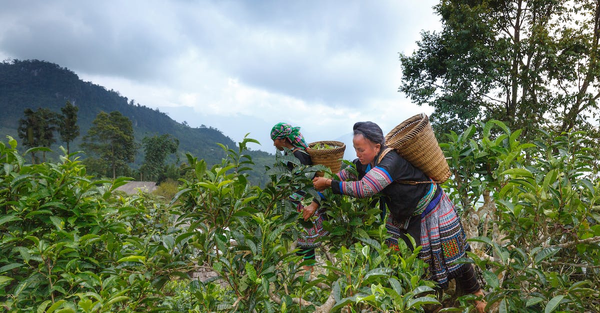 How long do trees take to grow in Farming Simulator 2015? - Woman Picking Fruits Under Gray Sky