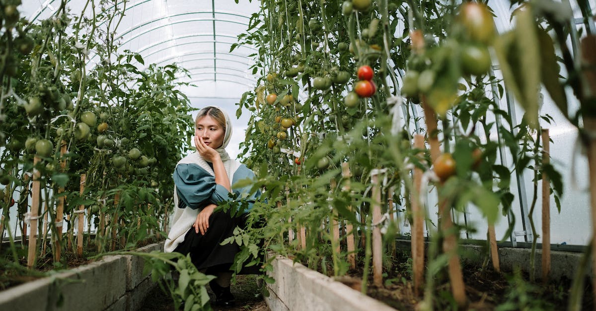 How long do trees take to grow in Farming Simulator 2015? - Woman Looking At Tomato Plants