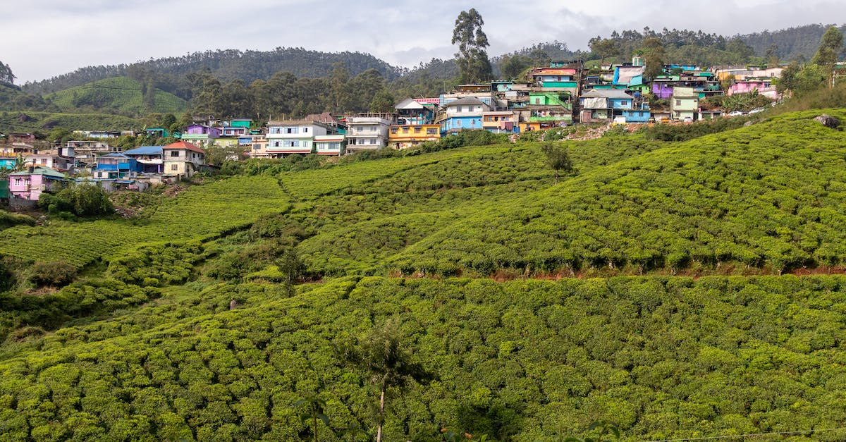 How long do trees take to grow in Farming Simulator 2015? - Farmland Beside Colorful  Houses