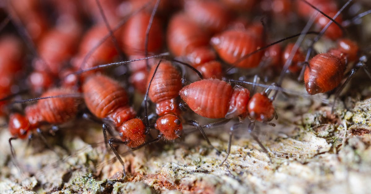 How long do you have to let your Dwellers Explore the Wasteland before they start to find good gear? [closed] - From above closeup of fearful brown termites with ribbed shells and long antennae exploring shabby surface in zoological garden