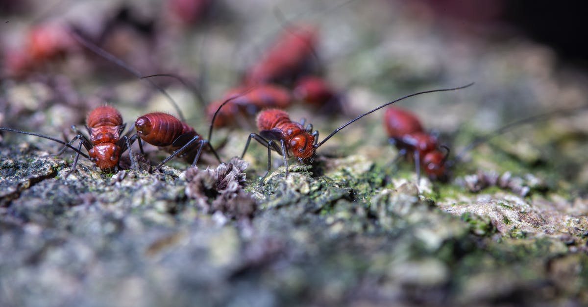 How long do you have to let your Dwellers Explore the Wasteland before they start to find good gear? [closed] - Closeup of fearful brown pismires with black antennae and paws crawling on uneven surface in zoological garden in daylight