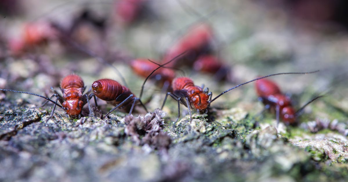 How long do you have to let your Dwellers Explore the Wasteland before they start to find good gear? [closed] - Colony of dangerous ants crawling on mossy terrain