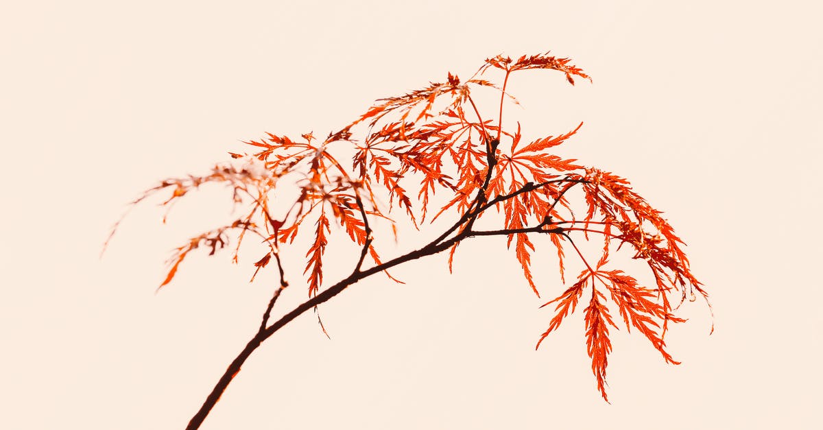 How long does a 3DS have when the light turns red? - Maple tree thin branch with red foliage on pink background in light studio How long does a 3DS have when the light turns red? - Maple tree thin branch with red foliage on pink background in light studio